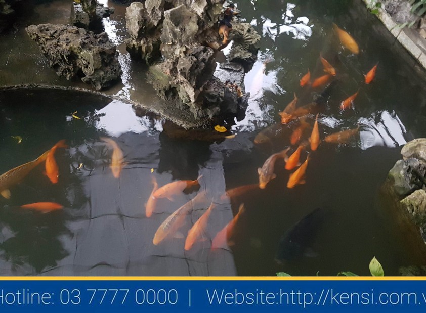 Hệ thống lọc nước công nghiệp cho hồ cá Koi